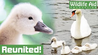 Family reunion for rescued BABY SWAN [upl. by Ahsinej]