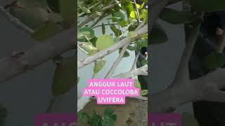 ANGGUR LAUT ATAU COCCOLOBA UVIFERA [upl. by Aikehs948]