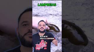 LAMPREIAS zoology [upl. by Iggem]