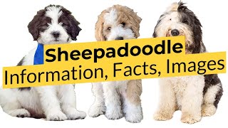 Sheepadoodle Information Facts and Images 📃🔴 2023 🔴 [upl. by Enirehtac]