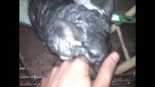 łączenie szynszyli  chinchillas mating [upl. by Carrew]