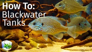 Guide to Blackwater Tanks Inspired by Nature — Biotope Aquascape [upl. by Findlay]