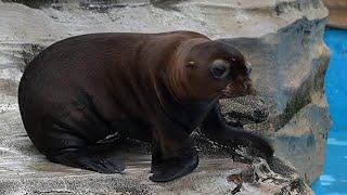 Cutest Seal You Have Seen In Japan To Enjoy Your Time [upl. by Hajed]