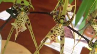 Orchid care Phalaenopsis alternative Brassia Datacosa Orchid [upl. by Perry]