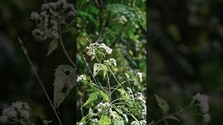 Ageritina Altissima An important plant for the Green Sweat Bee [upl. by Enyaht]