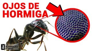 ¿Cómo ven las Hormigas ¿Cuántos ojos tiene una Hormiga  Las Hormigas de Mike Bajo el Microscopio [upl. by Dream]