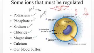 Chapter 27 Water Electrolytes Acid and Base Balance [upl. by Akemehc]