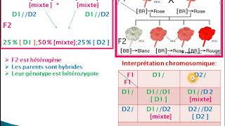 La deuxième loi de Mendel exemple 4 Codominance [upl. by Maitilde]