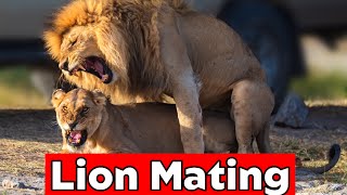 The Secret of LION Mating  Unveiled [upl. by Odlopoel]