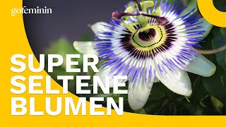 Sommerblumen die garantiert nicht alle haben [upl. by Eirruc]