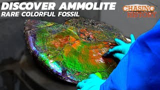 What is Ammolite A Rare and Most Colorful Fossil Gemstone [upl. by Notsuh]