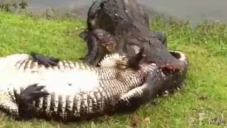 Alligators fight to crocodile and Finish [upl. by Valentijn]