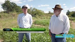 Universidade da Flórida UFNT e UFRA estudam híbridos de Brachiaria [upl. by Hock]