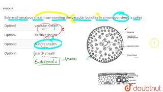 Sclerenchymatous sheath surrounding the vascular bundles in a monocot stem is called [upl. by Dubenko152]