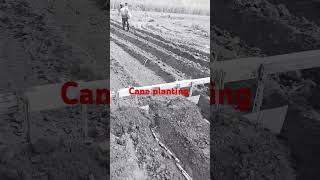 Cane planting farming sugarcane sugarplant shortvideo [upl. by Belsky397]