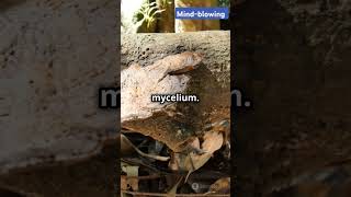 The Largest Living 🤔 Organism on Earth🌍 A Fungus🥶 subscribe mindfacts Mindblowing🤯 [upl. by Morocco740]