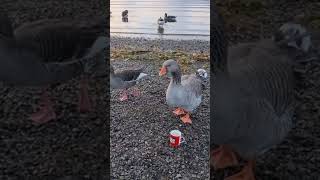 CHEEKY GOOSE DRANK MY TEA Derwent Water Keswick shorts goose lakedistrict [upl. by Sergio]