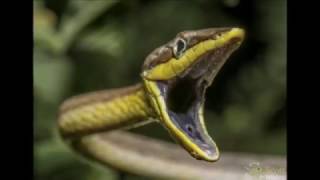 Oxybelis aeneus  Horsewhip Snake in Trinidad [upl. by Anrehs]