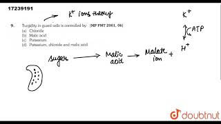 Turgidity in guard cells is controlled by [upl. by Arracat]