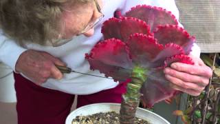 How to Behead and Propagate Ruffled Echeverias [upl. by Leitao]