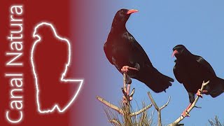 Chova piquirroja Pyrrhocorax pyrrhocorax Redbilled Chough [upl. by Otxilac]