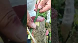 You Wont Believe How Easy Grafting Can Be with This Technique [upl. by Oam]