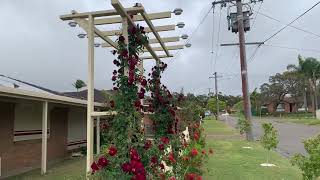 Climbing Roses after one year second spring [upl. by Okoyk]