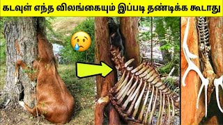 இயற்கையால் சபிக்கப்பட்ட விலங்குகள்  Animals That Nature Treated Unfairly  Tamil Amazing Facts [upl. by Yrneh]