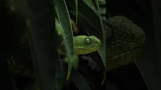 African green bush viper🐍🫣  shorts viral snake [upl. by Rolat]