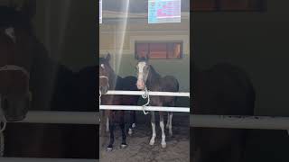 At İhalesi ihale atlar shortvideo horse viralvideo [upl. by Leamaj260]