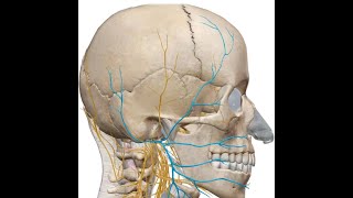 ANATOMIE FMPM NERF FACIAL VII [upl. by Adaurd490]