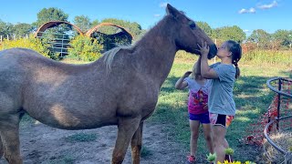 Our First horse Princess Peach 🍑 ❤️🐴 [upl. by Baillieu]