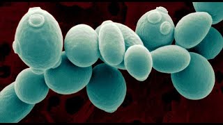 Comparative Analysis of the Sugar Utilization effect of Meyerozyma guilliermondii and Saccharomyces [upl. by Aitel285]