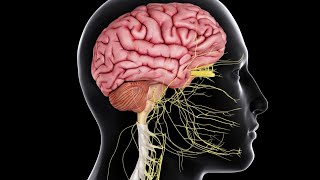 MEDICINE CNS Part 2 [upl. by Ameen]