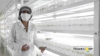 Tradecorp TV  Producción de plantas Berries In Vitro Video 4 Area de Crecimiento [upl. by Nodnol]