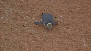 Yellow eyed Penguins [upl. by Annoit877]