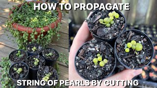 How To Propagate String Of Pearls By Cutting [upl. by Serene193]