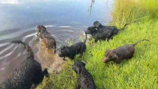 Exercising 12 week old Portuguese Water Dog pups [upl. by Baler]