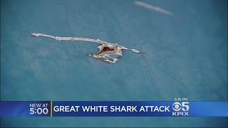 Great White Shark Attacks Fishing Boat Off Santa Cruz Coast [upl. by Una834]