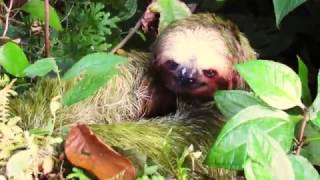 Brownthroated threetoed sloth Bradypus variegatus [upl. by Krell]