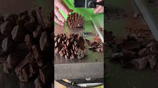 Cutting Pine Cones [upl. by Biegel]