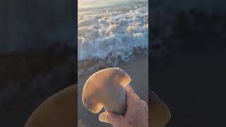 BUSY BEACH Shark release and a sea turtle returning to the ocean after nesting tight lines [upl. by Madeleine665]