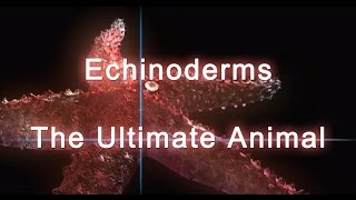 Shape of Life Echinoderms  The Ultimate Animal [upl. by Enomed]