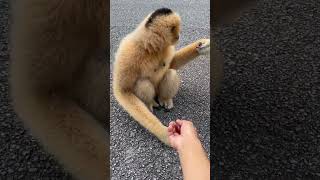 Sweet Treat  Female Gibbons Enjoy Grapes 🍇 monkey fun short [upl. by Ronen927]