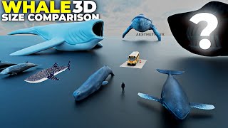 Whale Size Comparison 3D  3D Real Scale  3D Comparison  3D Animation [upl. by Rhea]