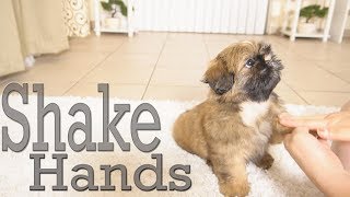 How to Train Your puppy to Shake Hands  Shih Tzu TOO CUTE [upl. by Fletch706]