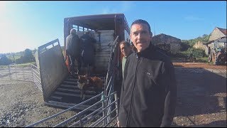 🔴 Sauvetage  150 animaux confiés à l’OABA  🐑 🐮 [upl. by Llevart]