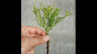 Propagating goldcrest from stem cutting in water 율마 가지를 물꽂이로 번식 하는법 [upl. by Aneeres435]