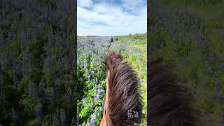 Riding the Icelandic Horse through fields of Lupins horseriding iceland [upl. by Yesteb]