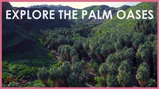 Explore the Palm Oases  Wander List [upl. by Gonta]